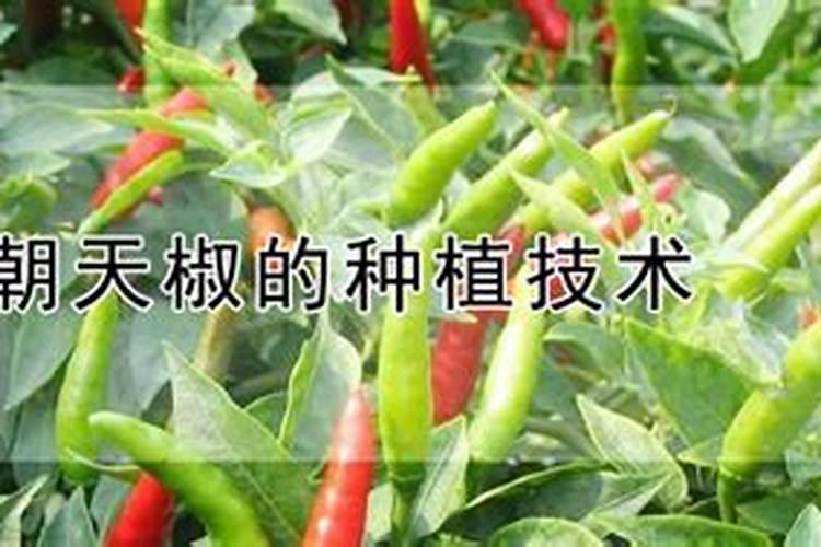 辣椒施什么肥料