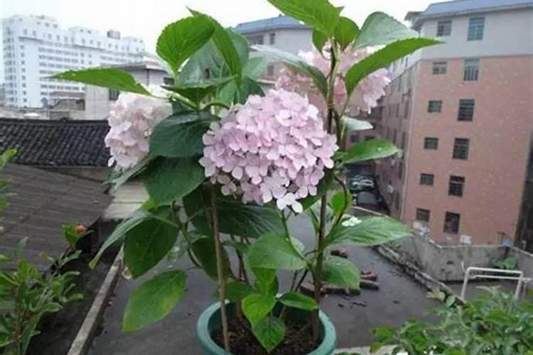 绣球叶子边缘干枯焦了
