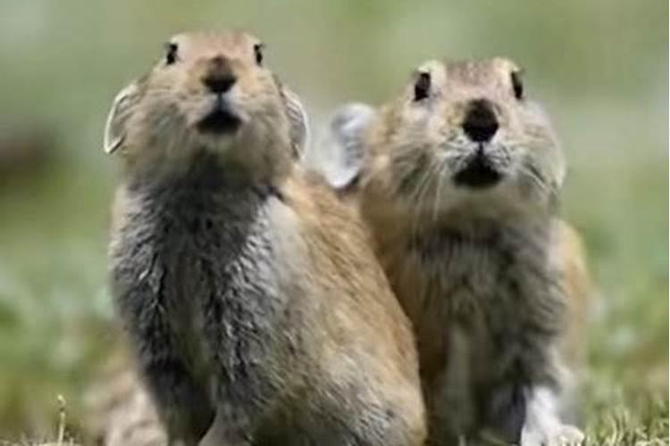 高原鼠兔到底是鼠还是兔