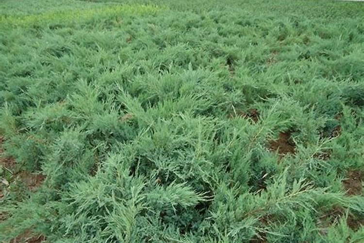 如何培育刺柏？