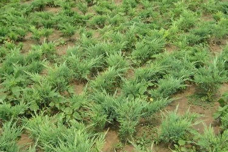 剑麻是灌木吗？为什么？