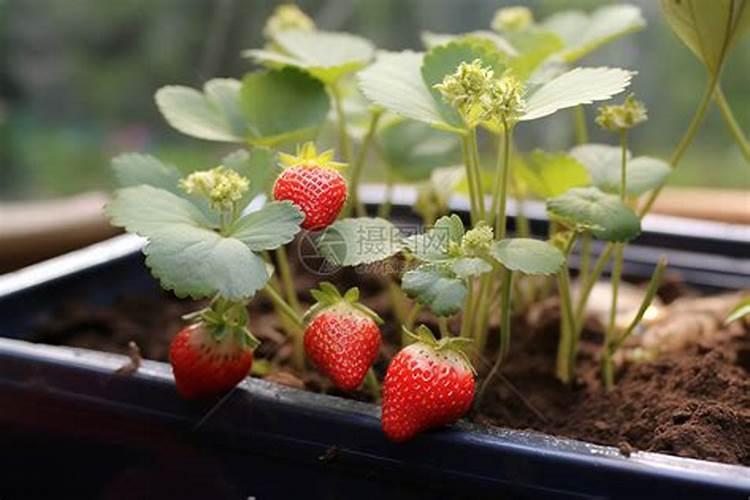 种草莓用什么肥料好 种草莓应该用什么肥料
