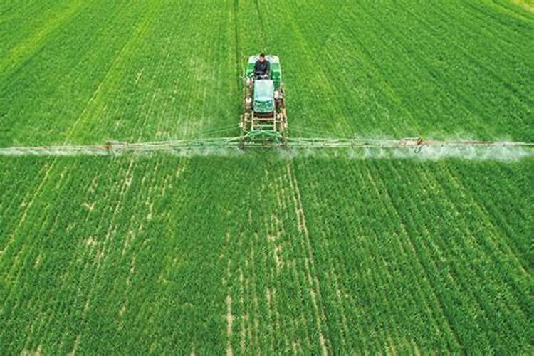 小麦贪青晚熟怎么办