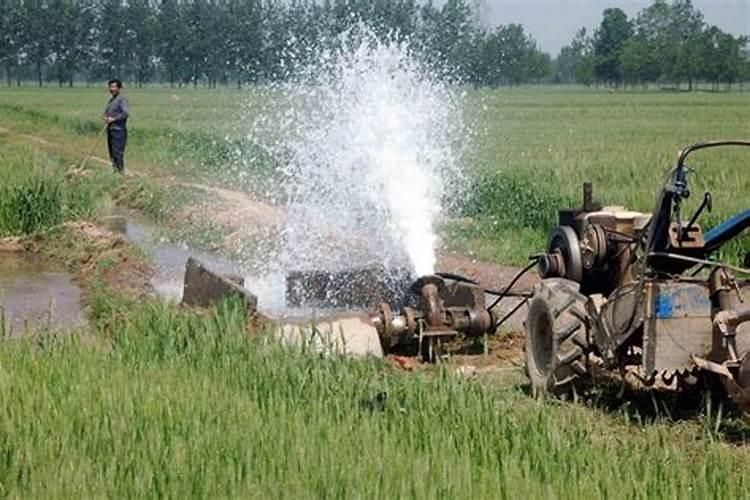 小麦使用叶面肥会晚熟吗