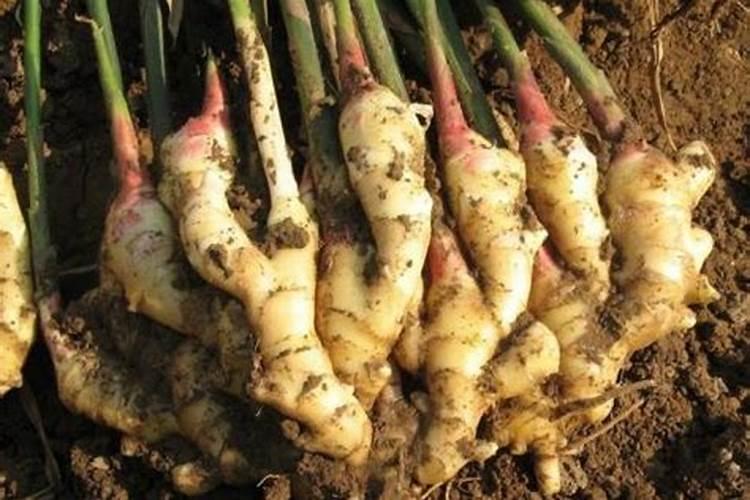 生姜种植什么时候需要施钙肥 生姜种植什么时间需要施钙肥