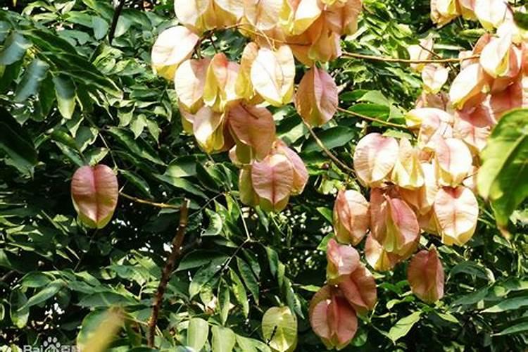 屋顶花园植物选择哪些比较好？