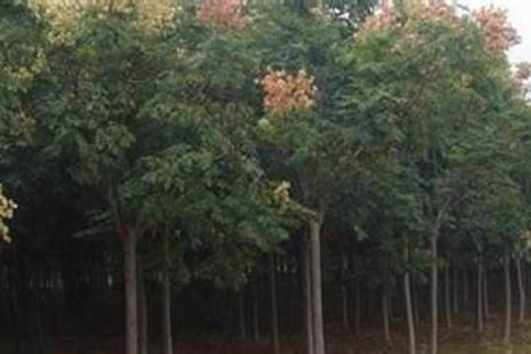 观叶类花灌木要怎样整形修剪？