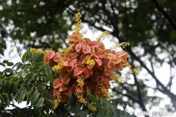 香棒在中原地区怎么养殖 是中原地区