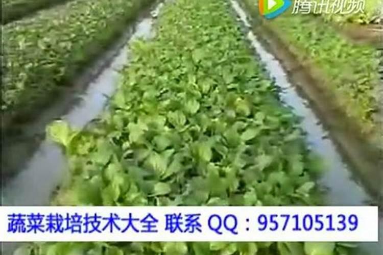 叶菜类蔬菜的施肥方法