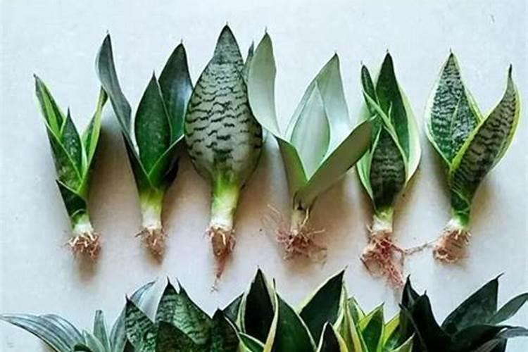 虎皮兰用什么肥料最好