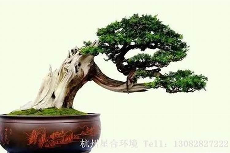 文竹叶子发黄怎么挽救可以泡水里么