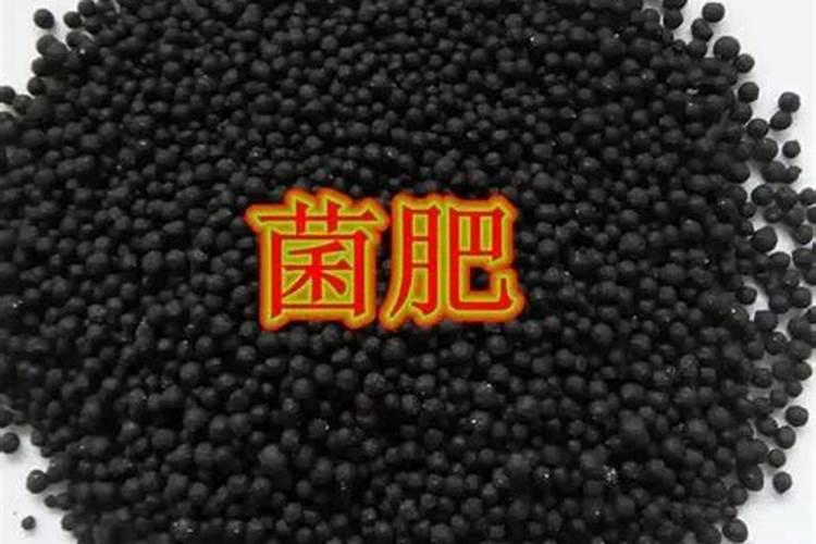 大姜使用的肥料有哪些？应该如何科学给大姜施肥？