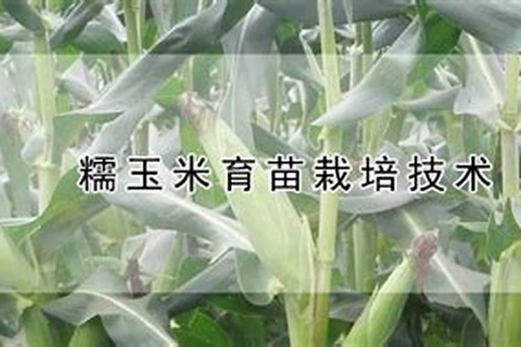 彩糯杂交玉米种制种技术田间管理