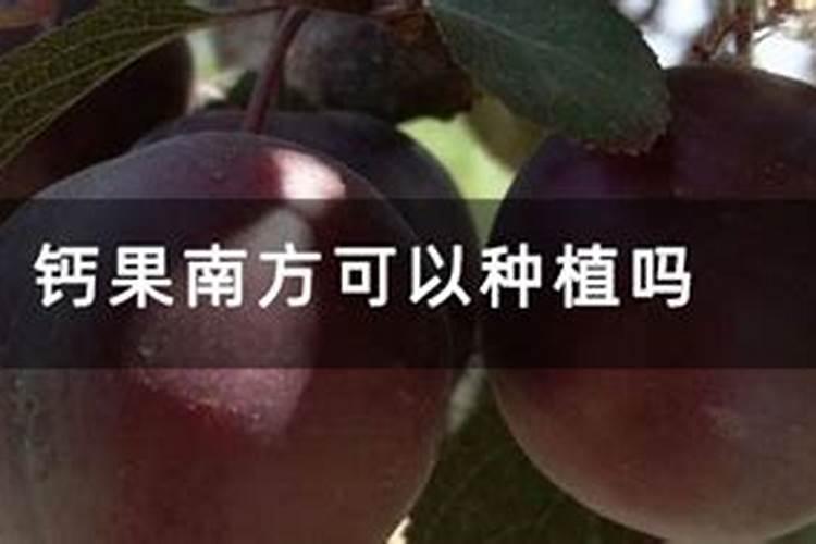 果树怎样补钙