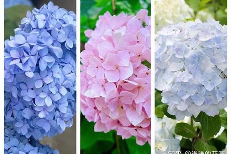 绣球花苞期间如何养护