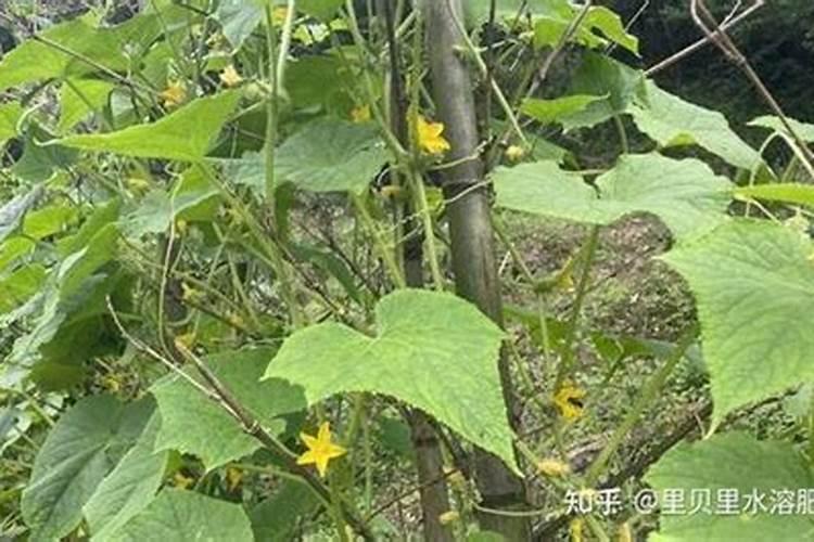 什么水溶肥种冬瓜最漂亮