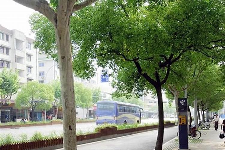 小区园林绿化应该施什么肥料？怎么施？