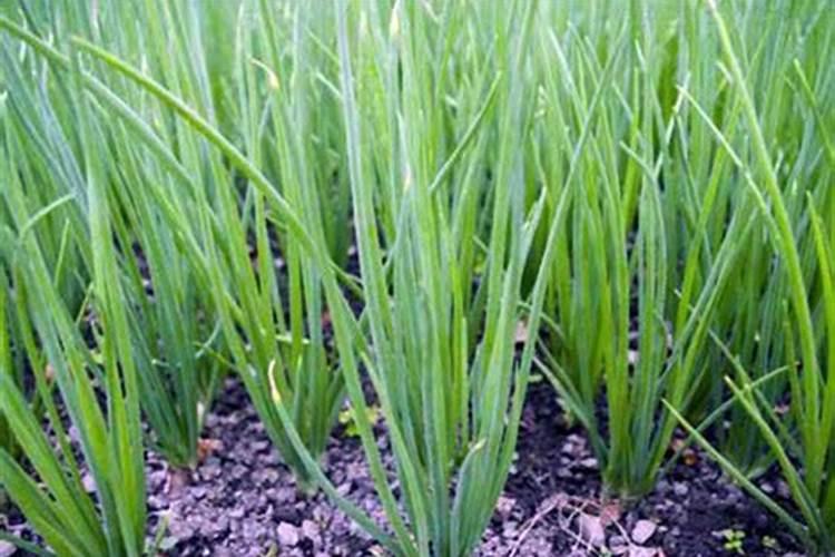 小葱施肥用什么肥料