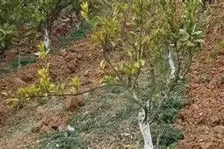 柑橘采收后喷什么叶面肥好？