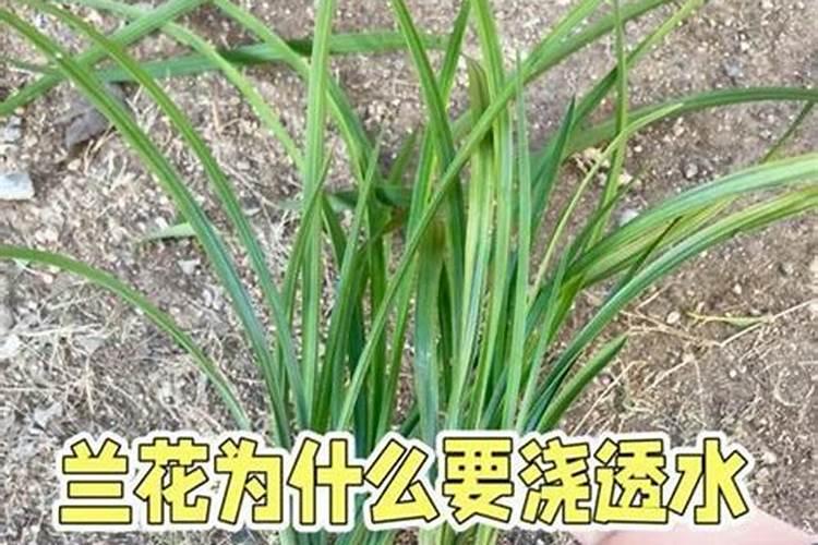 兰花叶面肥有哪些