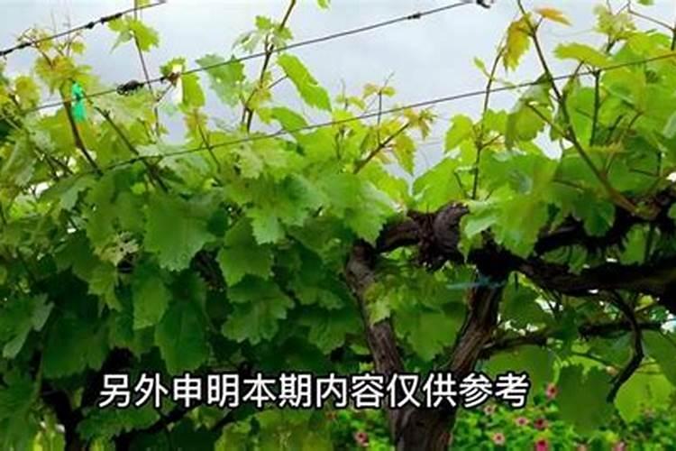 葡萄开春什么时候施磷肥