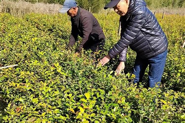 乌饭树盆景怎么栽培(乌饭树盆景怎么栽培好)