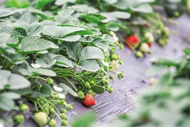 草莓苗期如何施肥以及时间 草莓苗期施肥时间和方法