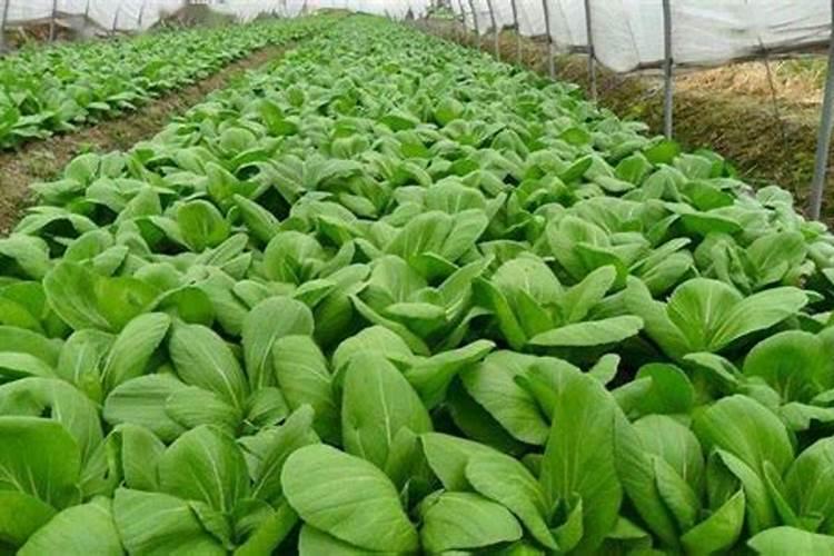 小白菜追肥用什么肥料好(种植小白菜施什么肥料尿素)