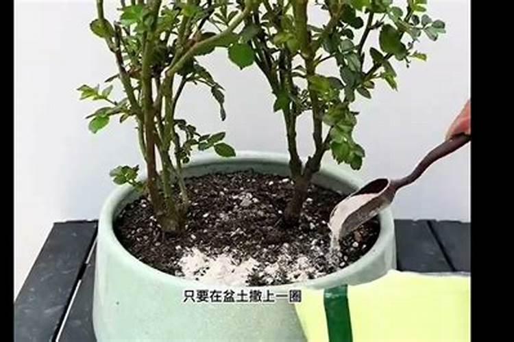 秋天大量使用磷钾肥养君子兰的危害