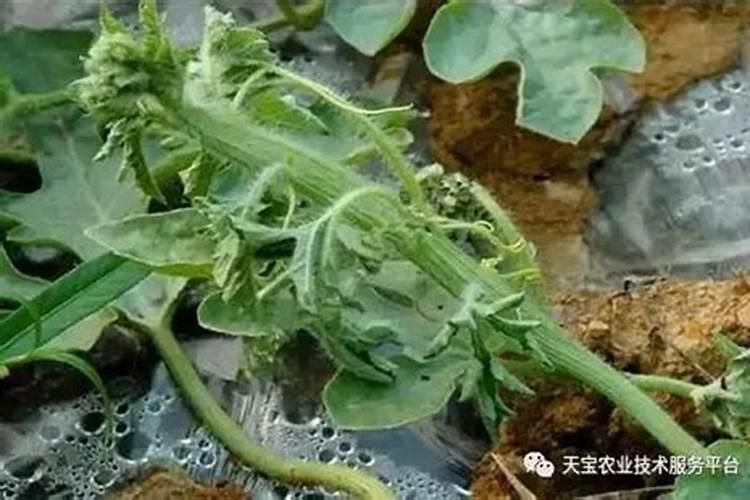 丝瓜藤细是缺少什么肥 丝瓜如何搭架引蔓