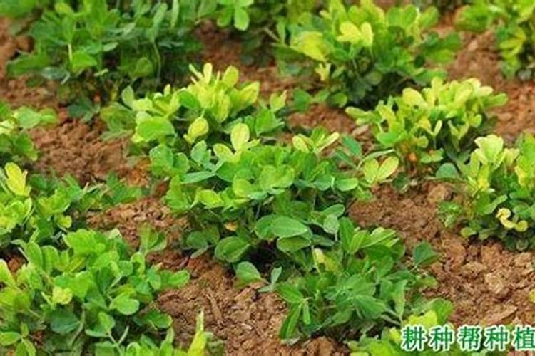 硫酸钙对植物的作用