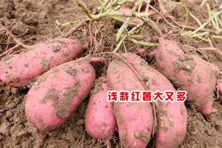 栽红薯用什么肥料最好