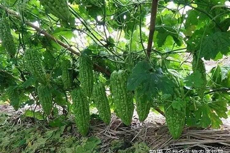 苦瓜结果了需要施什么肥