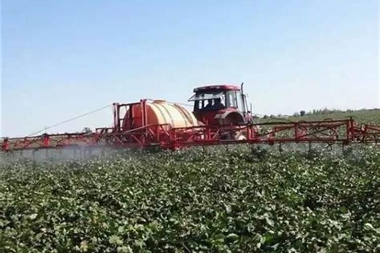 沙漠玫瑰种植什么土壤最好？