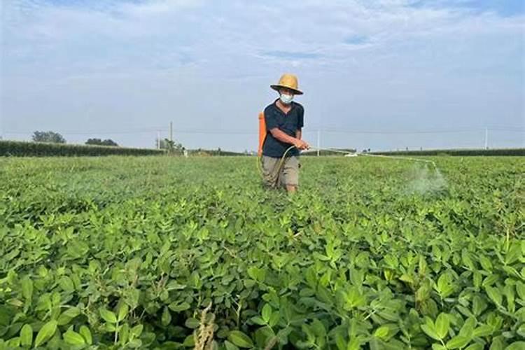 文竹能否施尿素