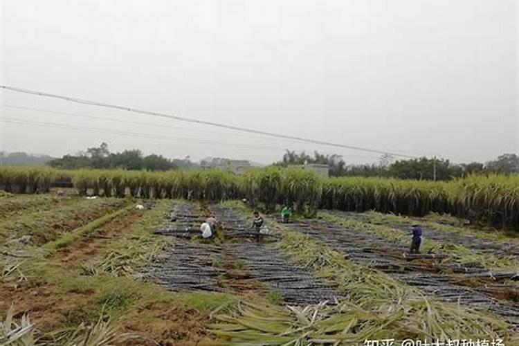 甘蔗施什么肥料最甜 什么时候施肥合适