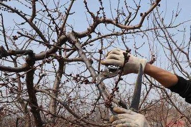 什么样的叶面肥补硼补钙效果好,能解决硼钙拮抗问题？