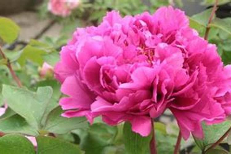牡丹花施什么肥料最好