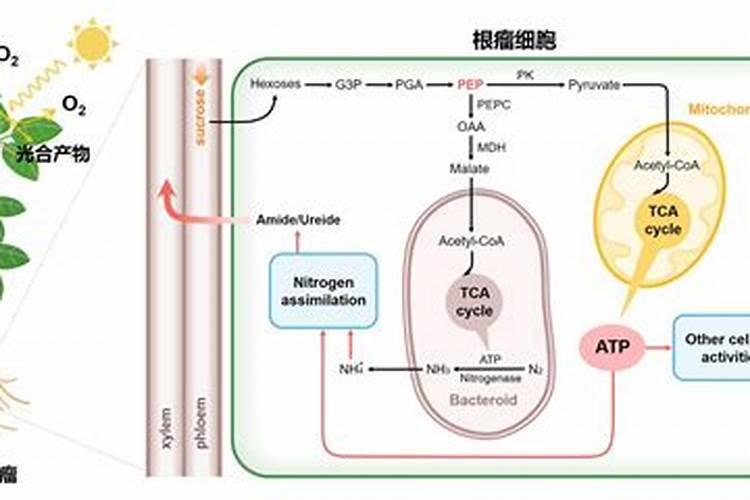 豆科植物的根瘤固氮