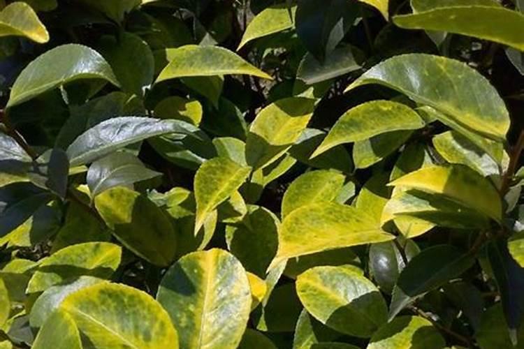 茶花施肥用什么肥料