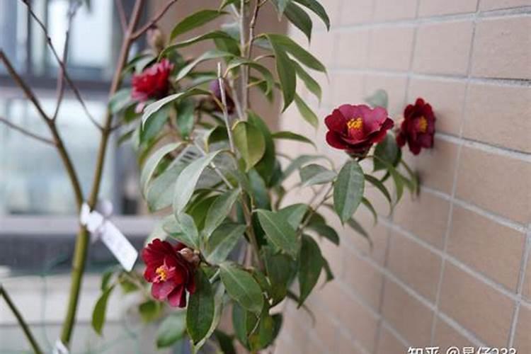 茶花开花期间怎么施肥