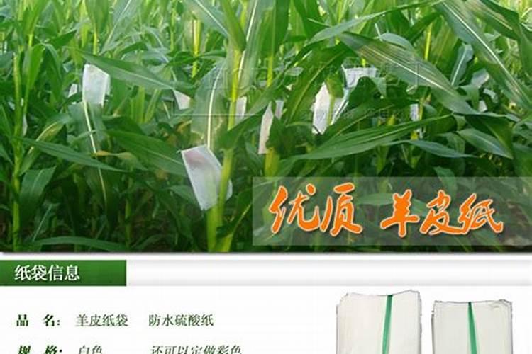玉米的超高产种植方法