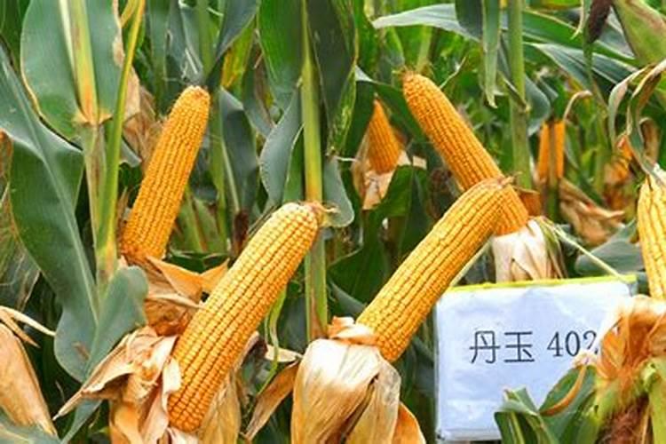 玉米小苗打什么药荘苗