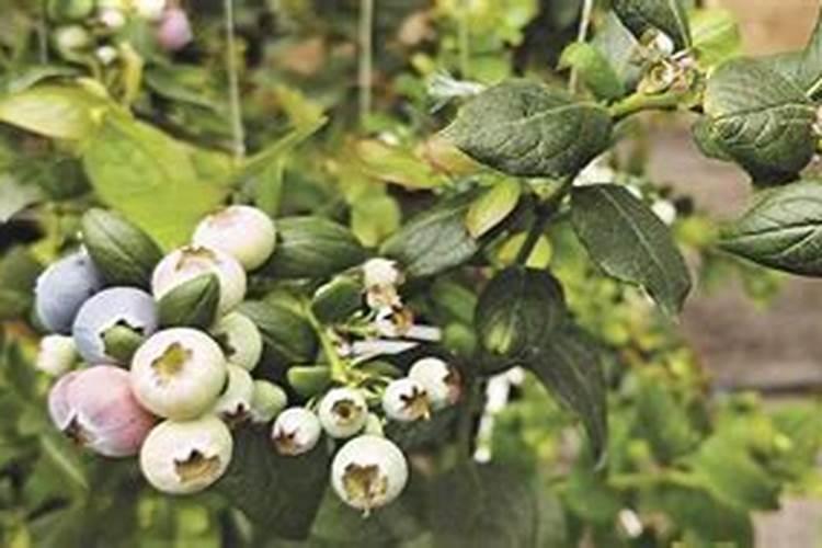 种蓝莓施什么肥