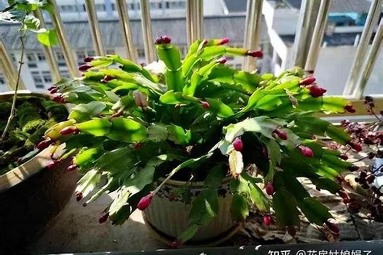 蟹爪兰夏天如何养护叶片肥厚