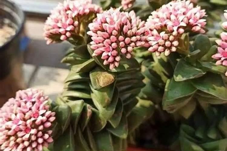 盆栽多肉植物施什么肥