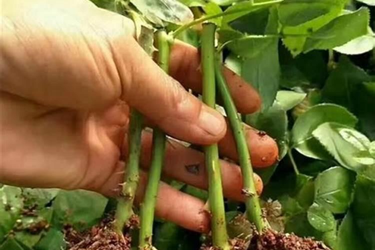月季需要什么肥料
