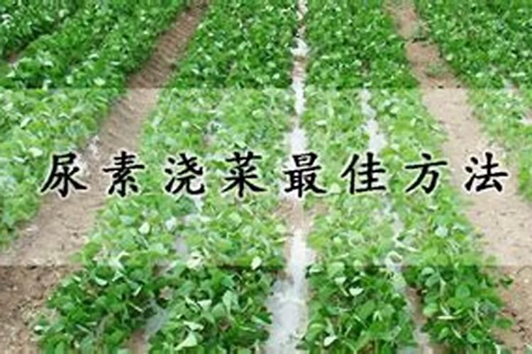 尿素怎么给菜施肥 尿素如何给菜施肥