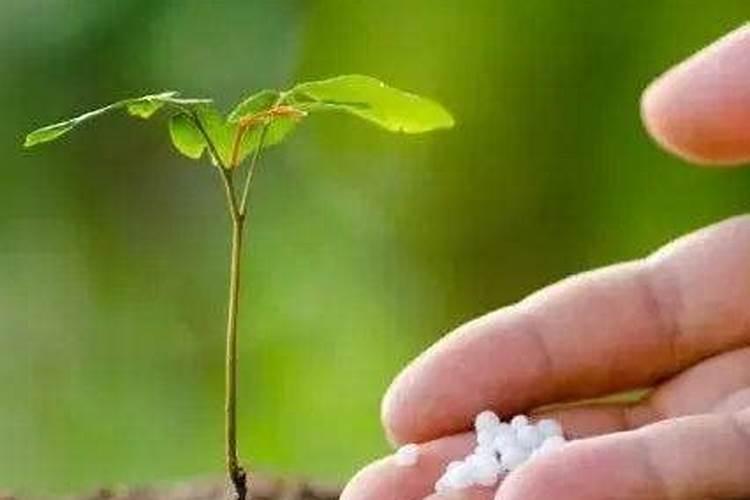 颗粒硼肥的正确使用方法