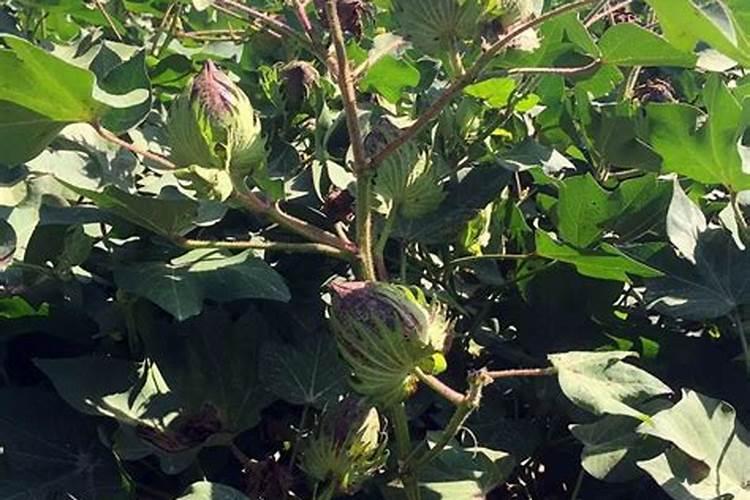 种植桂花树需要什么肥料